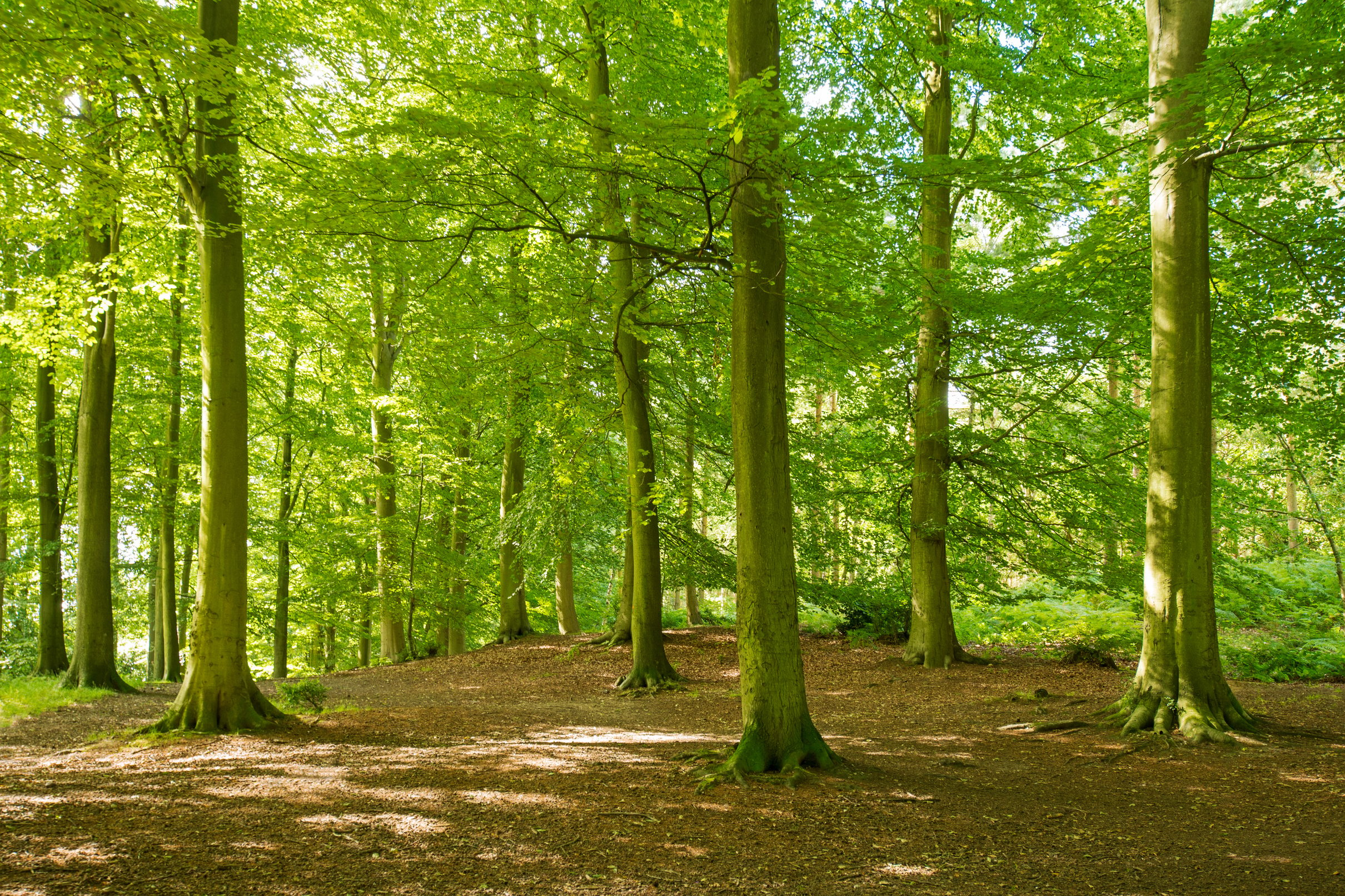 Deciduous Forest, Sherwood Forest, Nottingham, Nottinghamshire